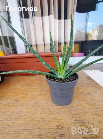 Алое Вера - лечебно в саксия. 10лв.