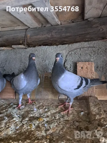 Спортни гълъби , снимка 3 - Гълъби - 49739422