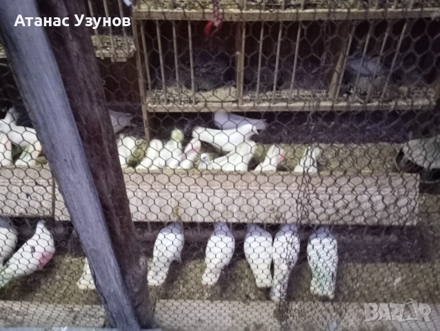 Пазарджишки бяли, снимка 14 - Гълъби - 52907065