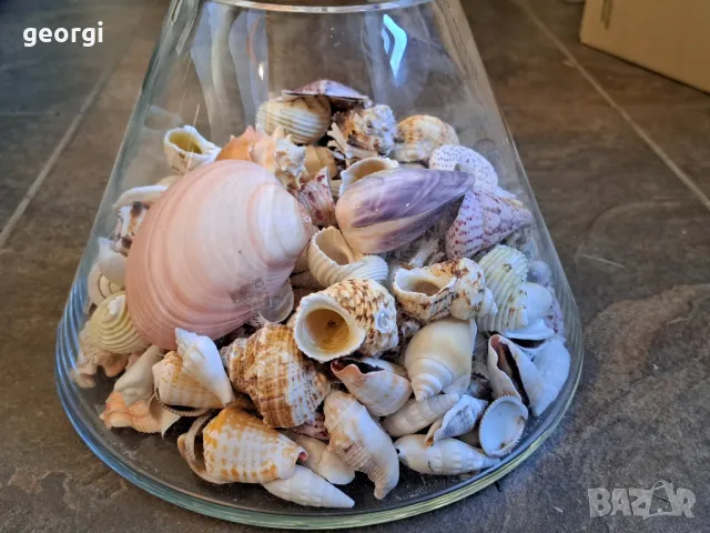 масивна стъклена купа с колекция морски миди, рапани и охлюви   7/4