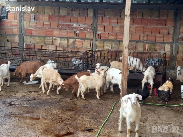 продавам ярета 12 лв , снимка 1