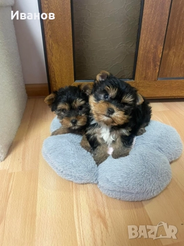 Момчета мини