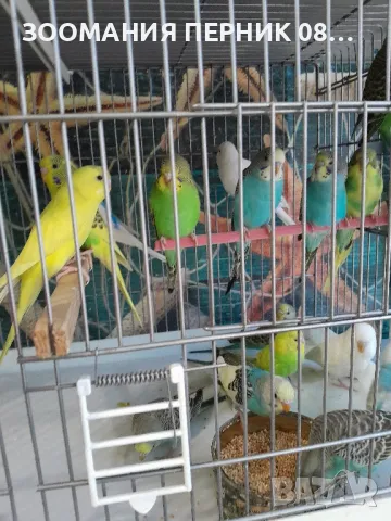 вълнисти папагали 