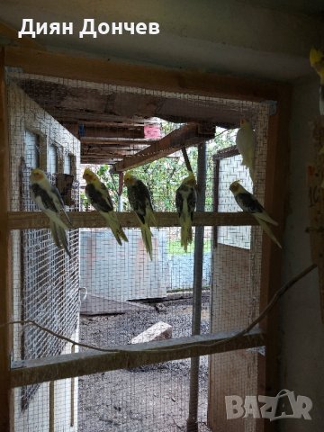 продавам вълнисти папагали,корели,гугутки, снимка 2 - Папагали - 43617880