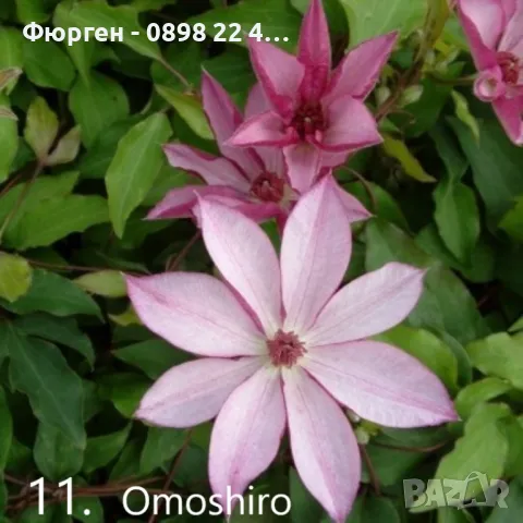 Клематис налични 28 вида, снимка 11 - Разсади - 48740865