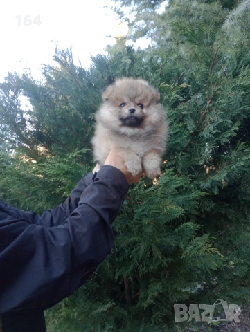 Мъжки Померан. Реални снимки от 29.12.25 г. , снимка 2 - Померан - 52946020