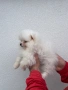 Померан Померанче, снимка 2