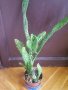 Мексикански кактус, снимка 1 - Стайни растения - 25995069