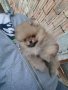 Померан, померанчета, снимка 10