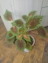 комплект Копривка+Традесканция+Алое , снимка 2