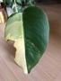 Monstera Aurea Tricolor (Marmorata), снимка 3