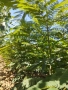 Албиция фиданки, снимка 14