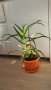 Лечебно Алое (Aloe Arborescens) над 3г., снимка 1 - Стайни растения - 34545609