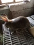 Продавам заек, снимка 4