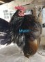 Пиленца и яйца от Малайска Серама - промоция, снимка 11