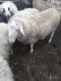 Коч ,големи  мъжки  агнета и шилета, снимка 2