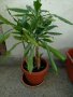 Драцена с 10 стебла, снимка 1