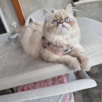 Персийска женска котка търси мъжки, снимка 1 - Търси партньор - 43545116