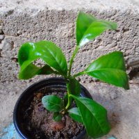Мандарини 15 см сорт Клементина цитрусови дръвчета, снимка 1 - Стайни растения - 39095446