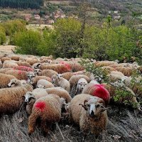 Реплянски овце по селекция, снимка 4 - Овце - 40665902