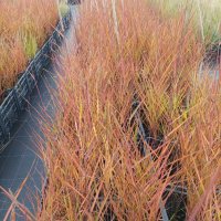 Мискантус Пурпурасценс, студоустойчива трева, снимка 7 - Градински цветя и растения - 38141351