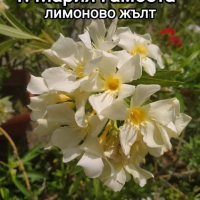 Олеандри , снимка 3 - Градински цветя и растения - 41438194