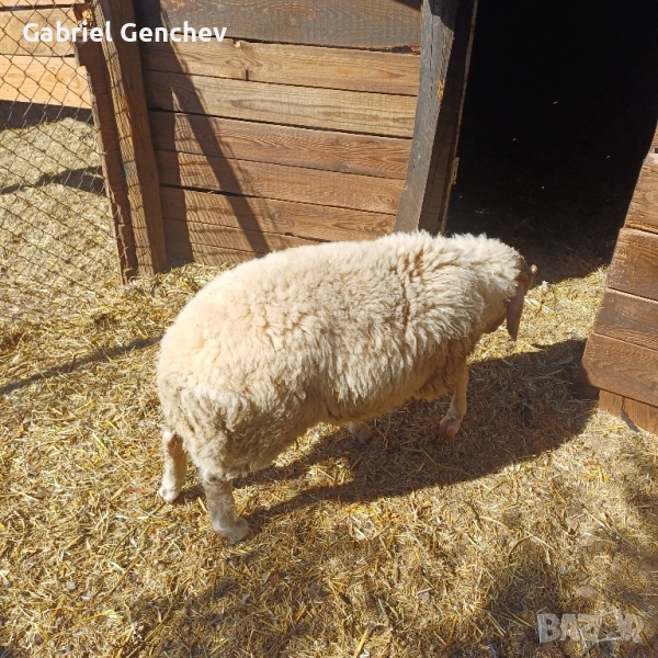 Продавам Мъжко Агне за дамазлък, снимка 1
