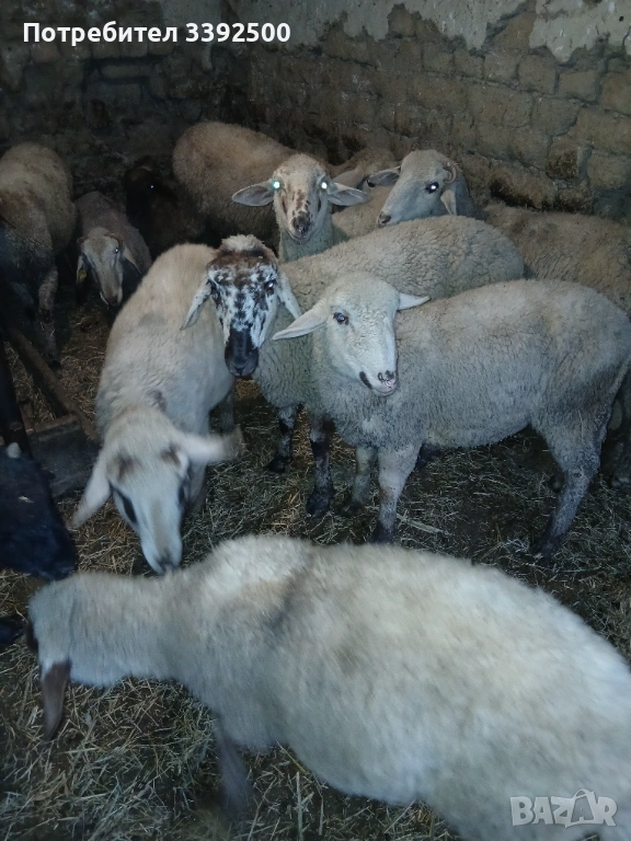 Мъжки Шилета, снимка 1