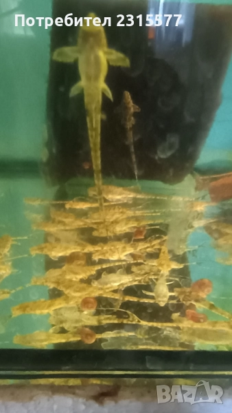 Лорикария, снимка 1