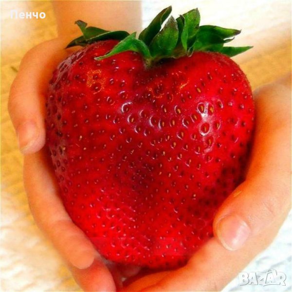 100 гигантски ягодови семена от плод ягода ягоди органични плодови ягодови семена от вкусни ягоди от, снимка 1