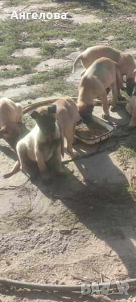 Продавам Белгийски овчарки- Малиноа, снимка 1