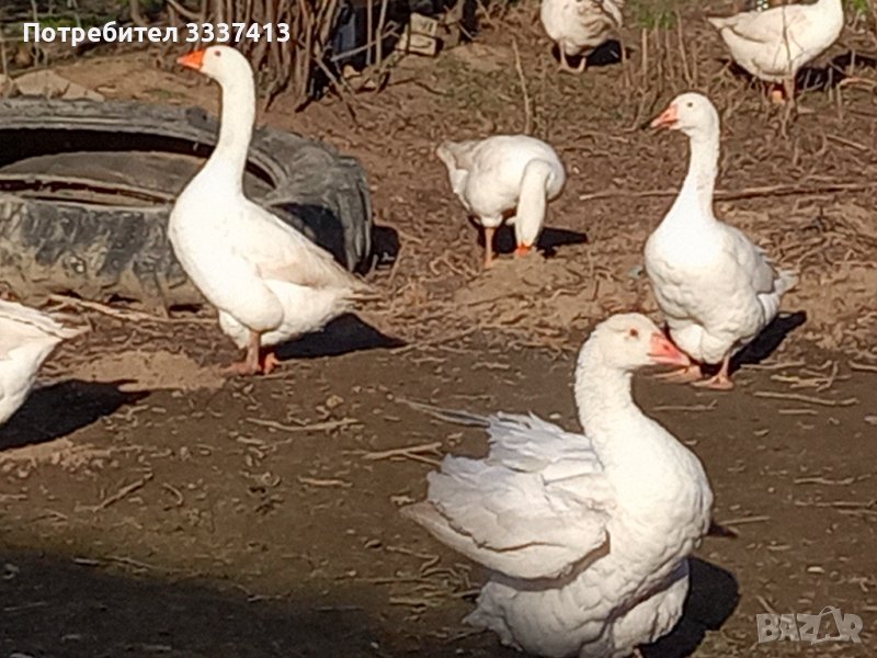 Бели гъски, гъсок , снимка 1