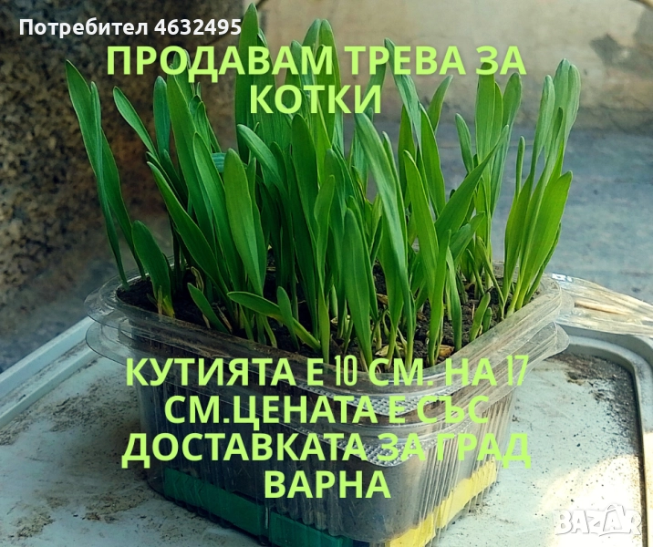 Продавам трева за котки 6 лв. със доставката за град Варна., снимка 1