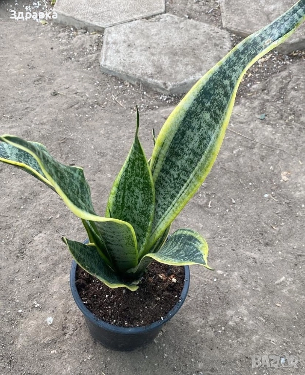 Сансевиера, снимка 1