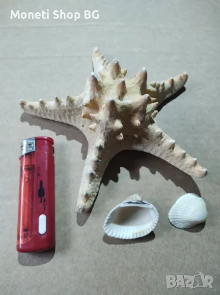 Океански дарове., снимка 1