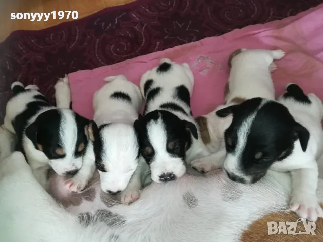 КУПУВАМ ДЖАК РЪСЕЛ 1102251640, снимка 1