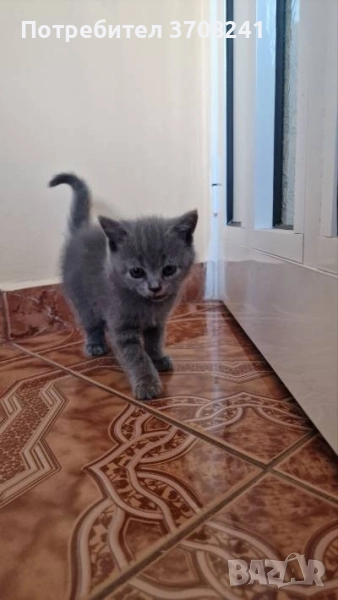 продавам британче, снимка 1