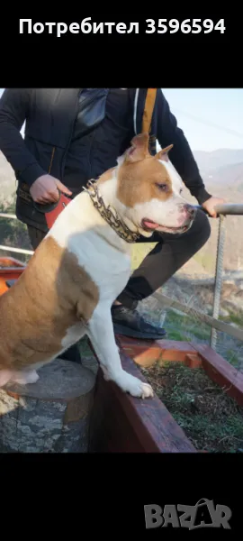 Питбул за разплод, снимка 1