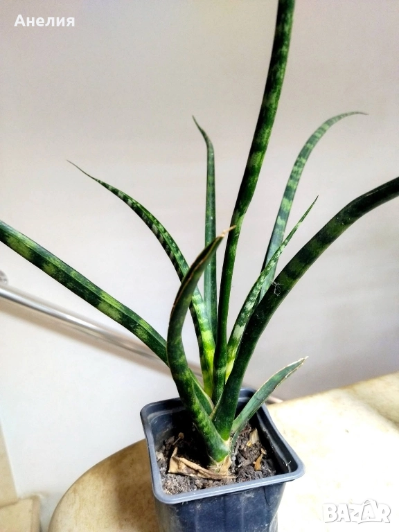 Сансевиера джудже бакуларис, снимка 1