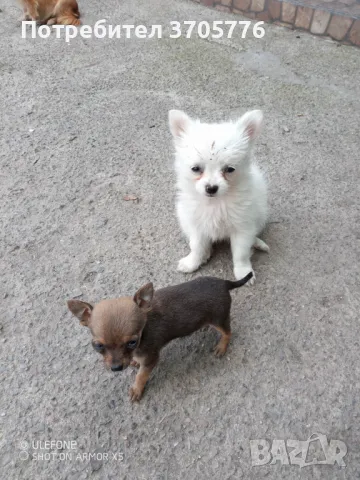 Чихуахуа ,чихупинчерчета джуджета, снимка 7 - Чихуахуа - 49982185