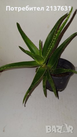 АЛОЕ  - реални снимки , снимка 1