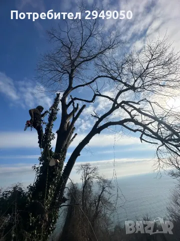 Премахване и кастрене на опасни дървета