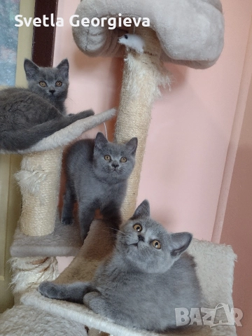 Коледни британчета., снимка 3 - Британска късокосместа - 52882277