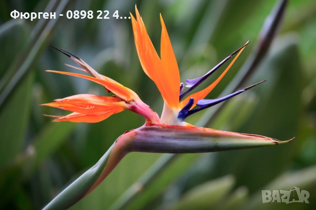 Кралска стрелиция (Strelitzia reginae), снимка 8 - Разсади - 52907830