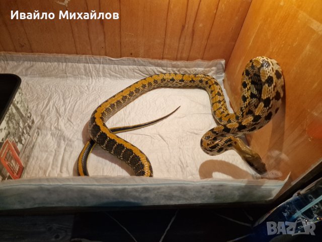 продавам змии, снимка 2 - Змии - 44098094
