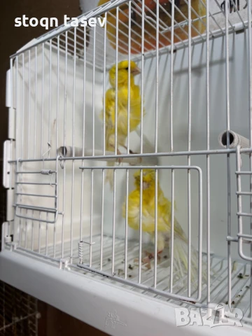 Канари цветни и къдрави, снимка 5 - Канари - 50811624