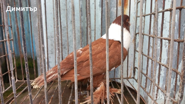 Продавам гълъбите от снимките 