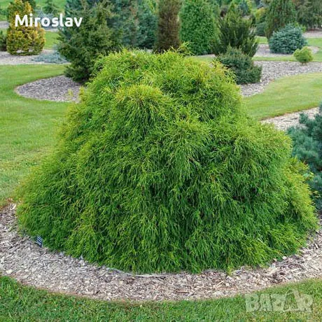 Лъжекипарис “Filifera Nana”, снимка 3 - Градински цветя и растения - 50106863