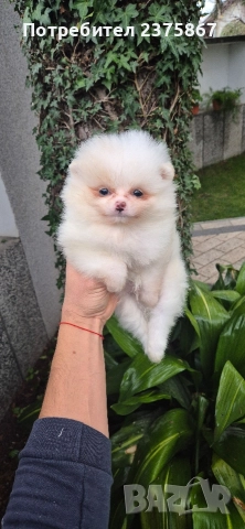 2 мъжки померанчета,померан, снимка 3 - Померан - 52774921