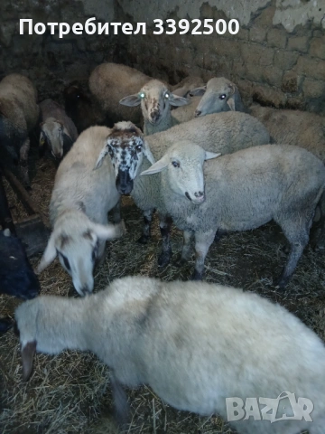 Мъжки Шилета